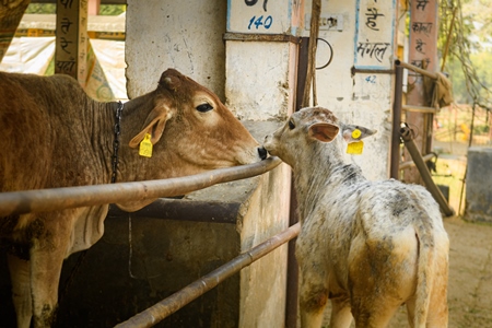 Indian cow and calf separated by fence at a gaushala or goshala in Jaipur, India, 2022
