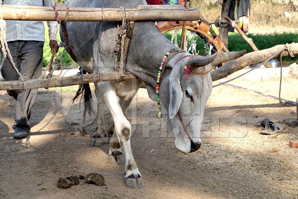 Indian bull or bullock harnessed to a traditional water wheel to draw water from a well, India