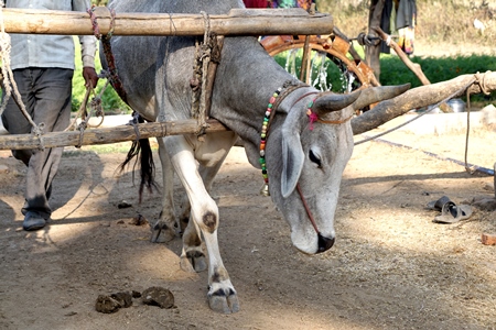 Indian bull or bullock harnessed to a traditional water wheel to draw water from a well, India