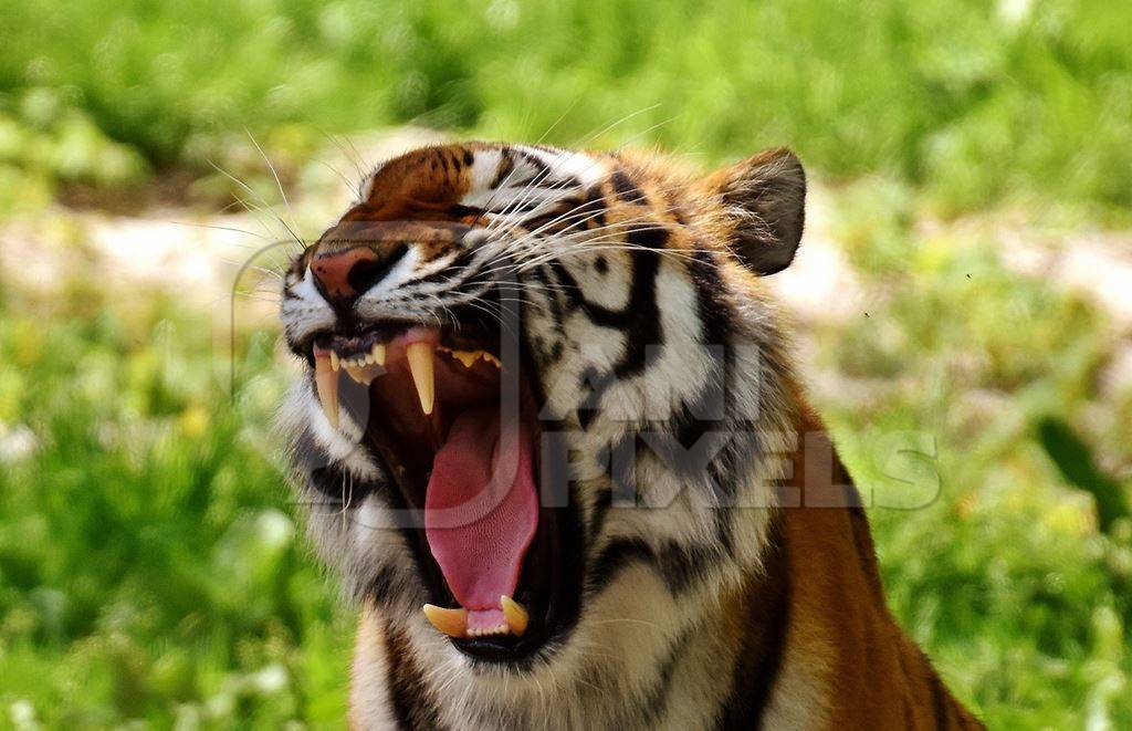 Bengal tiger yawning or roaring with green background