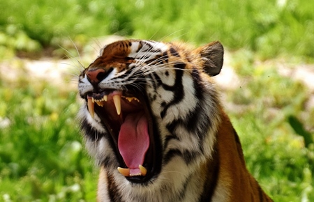 Bengal tiger yawning or roaring with green background