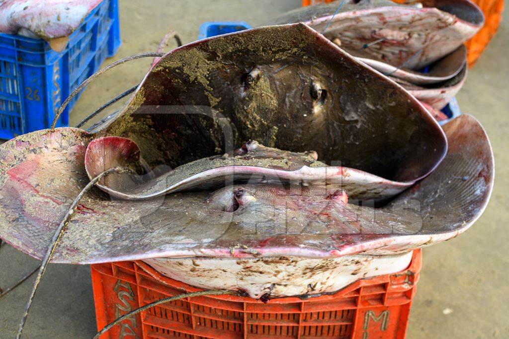 Dead Indian stingray fish in crates at Malvan fish market on beach in Malvan, Maharashtra, India, 2022