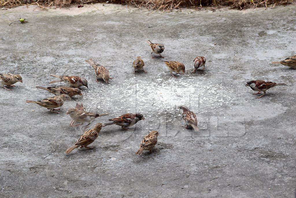 Flock of sparrows eating seeds on the ground in city