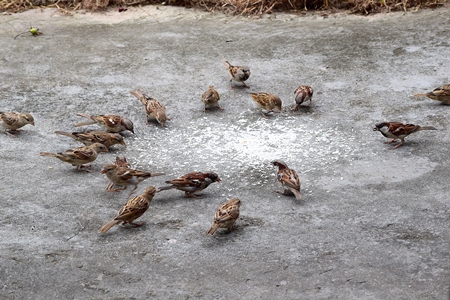 Flock of sparrows eating seeds on the ground in city