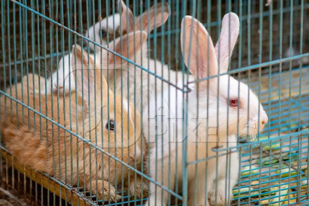 Rabbits in cage on sale at Crawford pet market