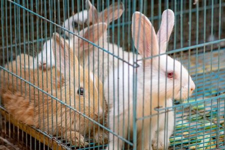 Rabbits in cage on sale at Crawford pet market