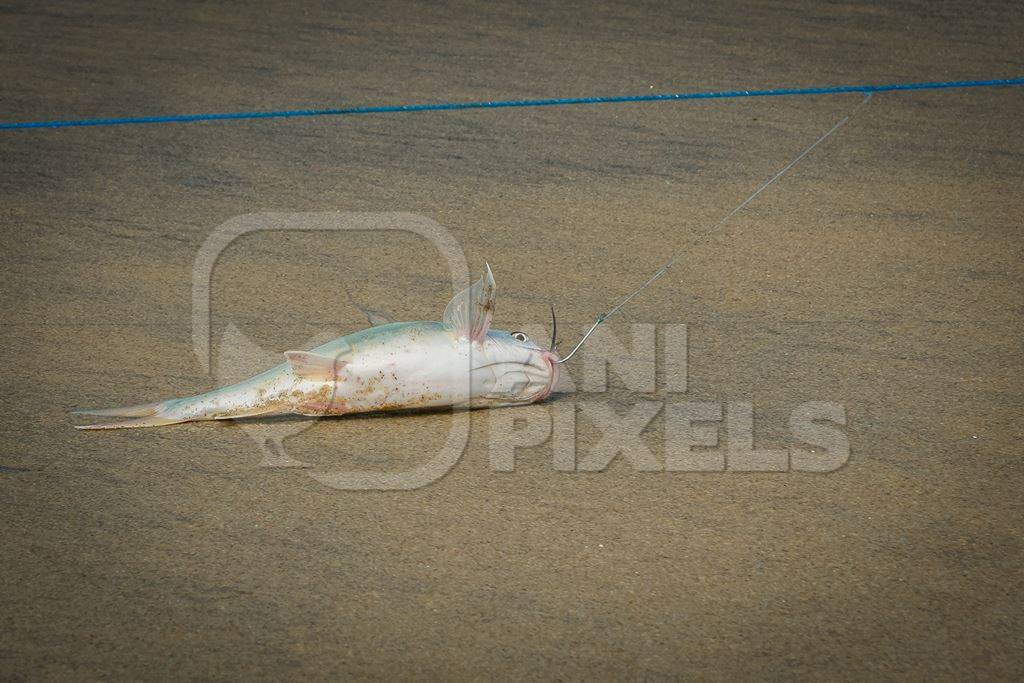 Fish with hook in mouth being dragged along on a fishing line on a sandy beach