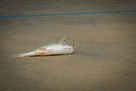 Fish with hook in mouth being dragged along on a fishing line on a sandy beach