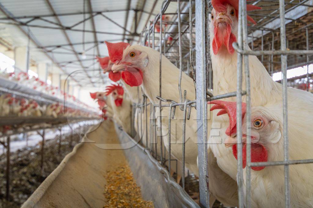 Layer hens or chickens reaching through the bars of battery cages on a poultry layer farm or egg farm in rural Maharashtra, India, 2021