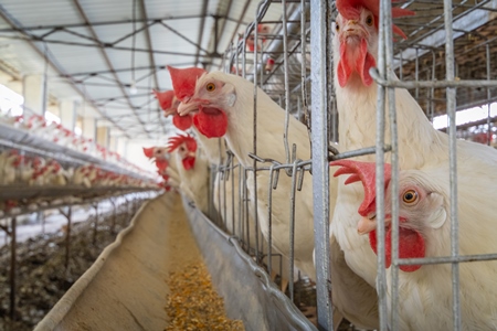 Layer hens or chickens reaching through the bars of battery cages on a poultry layer farm or egg farm in rural Maharashtra, India, 2021