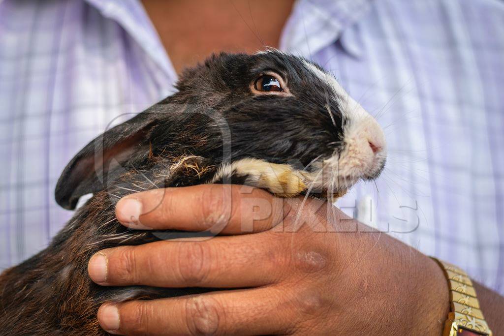 Man holding rabbit on sale for meat at Juna Bazaar market