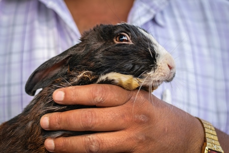 Man holding rabbit on sale for meat at Juna Bazaar market