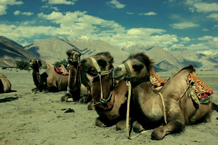 Many camels sitting for tourist safari in Ladakh