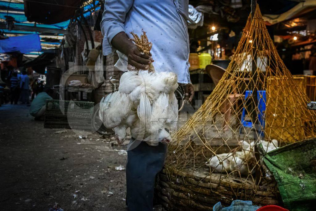 Man holding bunches of chickens upside down and baskets of chickens at the chicken meat market inside New Market, Kolkata, India, 2022