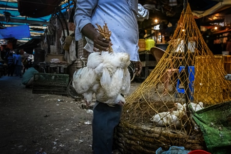 Man holding bunches of chickens upside down and baskets of chickens at the chicken meat market inside New Market, Kolkata, India, 2022