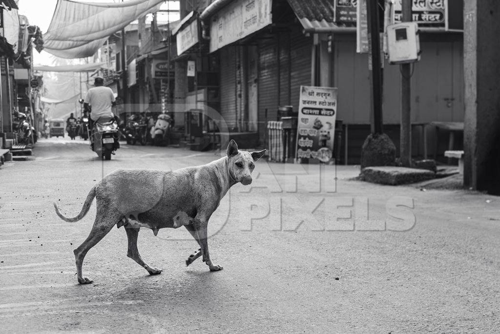 Pregnant mother Indian street dog or stray pariah dog in the street, Malvan, India, 2022