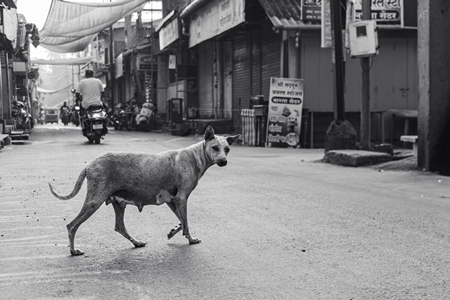 Pregnant mother Indian street dog or stray pariah dog in the street, Malvan, India, 2022