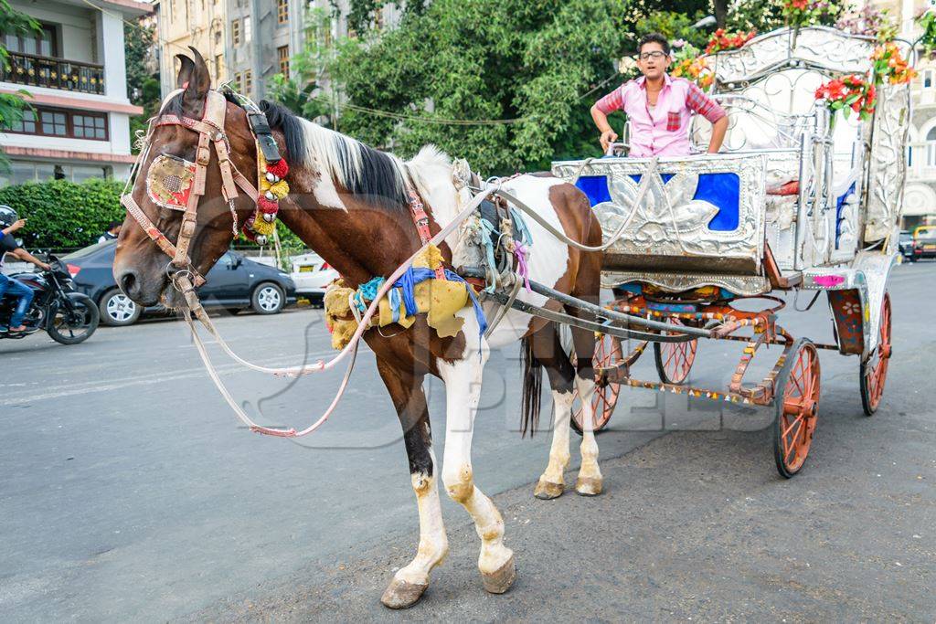 Brown and white horse used for carriage rides in Mumbai