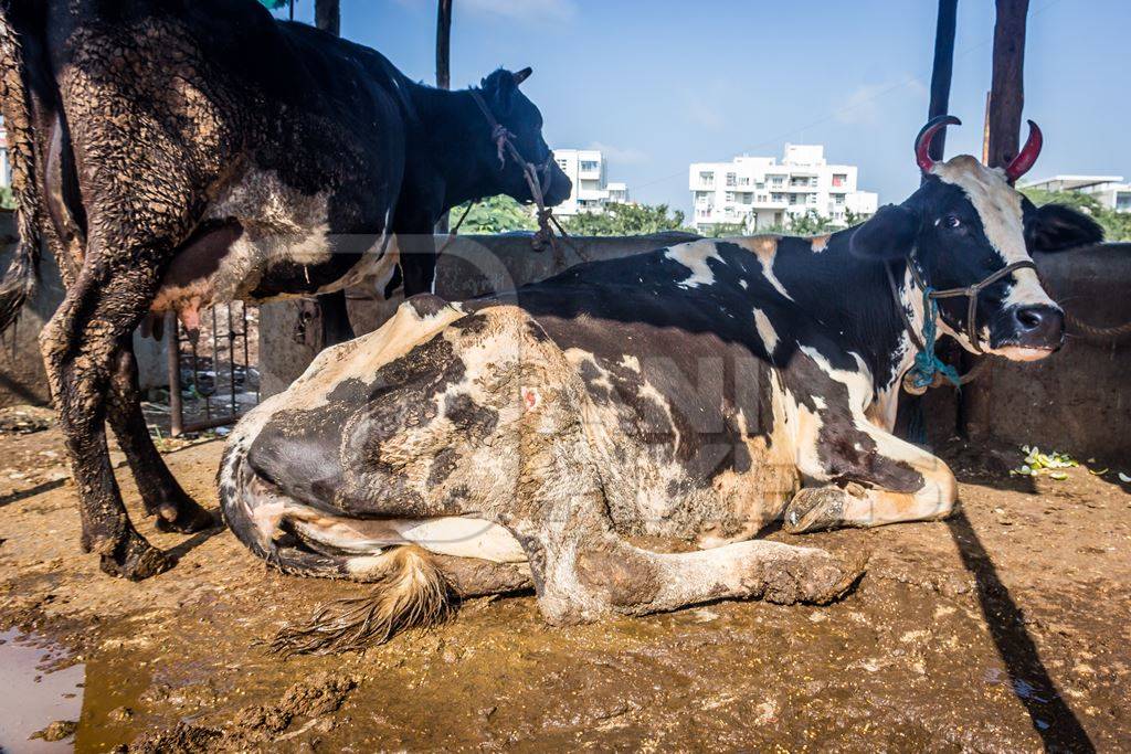 Dairy cows in a dirty stall in an urban dairy