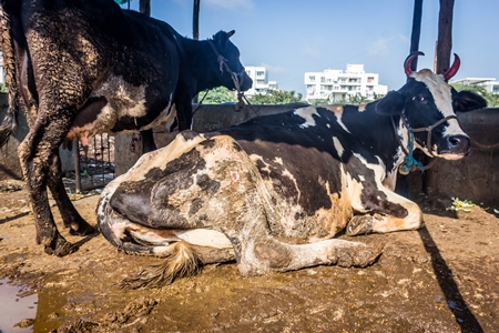 Dairy cows in a dirty stall in an urban dairy