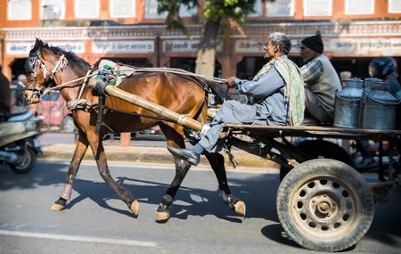 Horse in harness on road pulling dairy cart with two men