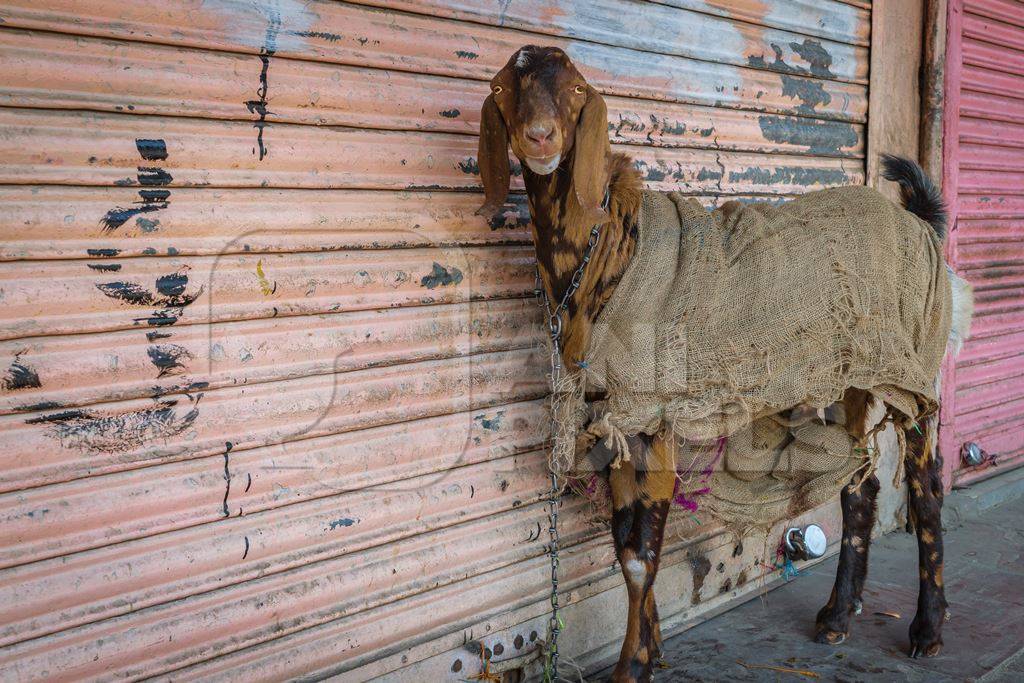 Goat in sack tied up outside mutton shop in the urban city of Mumbai wtih pink background