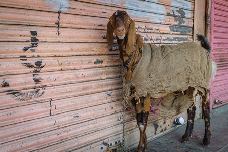 Goat in sack tied up outside mutton shop in the urban city of Mumbai wtih pink background