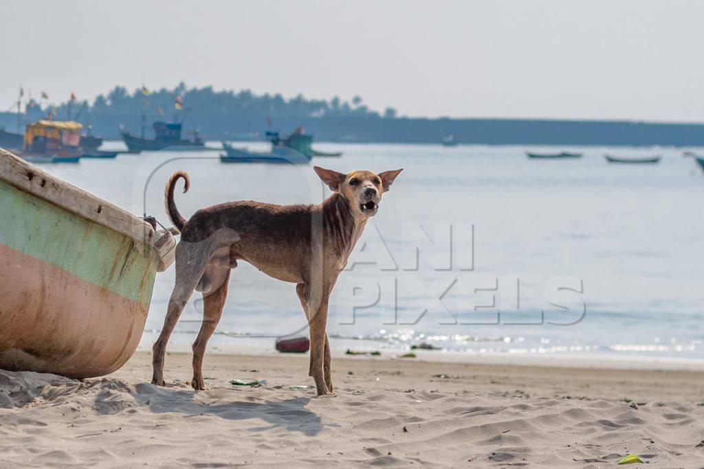 Stray Indian street dog next to  boat on the beach in Maharashtra, India with sea in the background