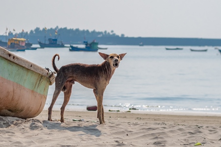 Stray Indian street dog next to  boat on the beach in Maharashtra, India with sea in the background