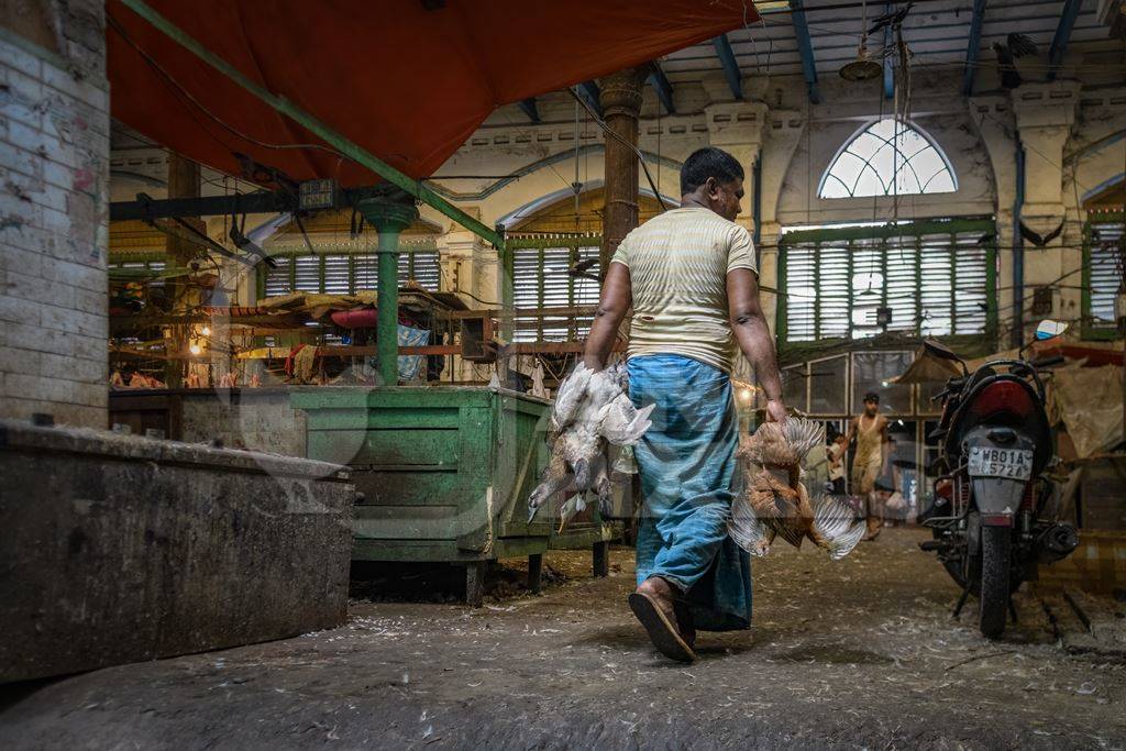 Worker carrying ducks and chickens into the chicken meat market inside New Market, Kolkata, India, 2022