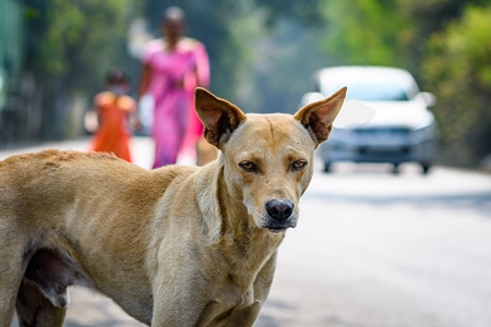 Indian street or stray pariah dog with traffic and people on the road in urban city in Maharashtra, India, 2022