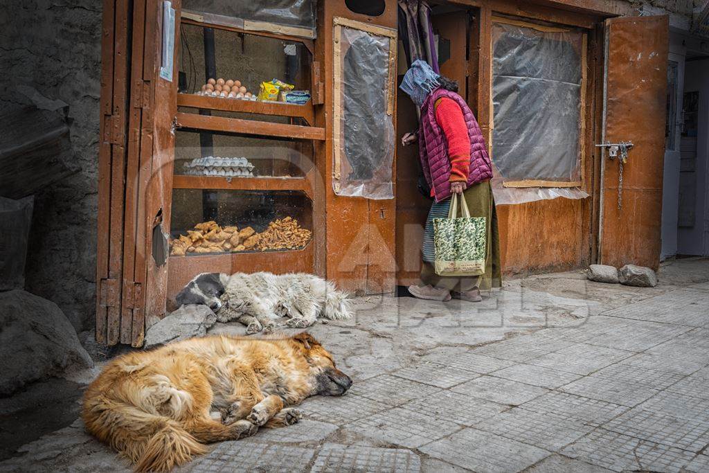 Fluffy street dogs sleeping outside food shop in the city of Leh, Ladakh in the Himalayas