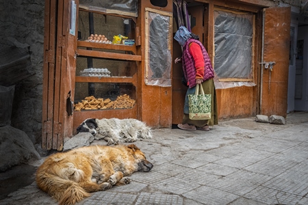 Fluffy street dogs sleeping outside food shop in the city of Leh, Ladakh in the Himalayas