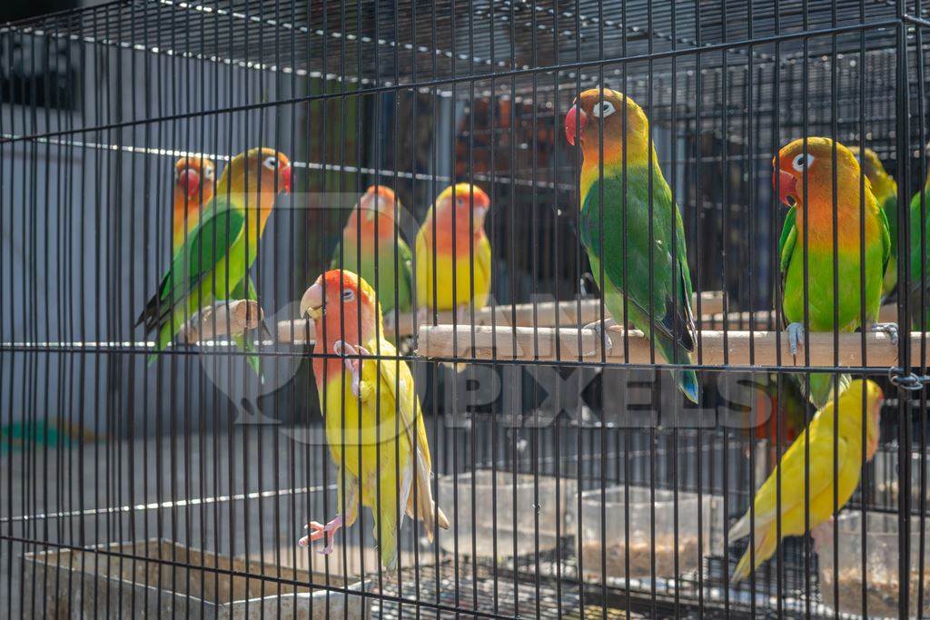 Exotic colourful lovebirds in cages for sale as pets at market at Sonepur cattle fair in Bihar, India