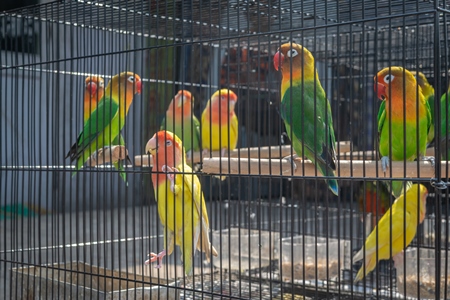 Exotic colourful lovebirds in cages for sale as pets at market at Sonepur cattle fair in Bihar, India