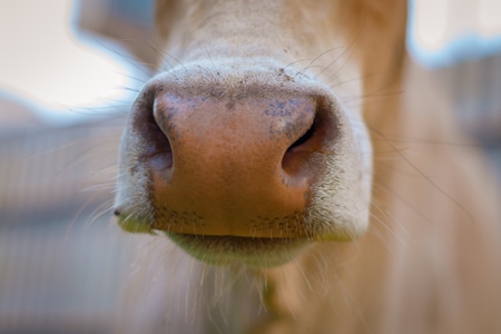 Close up of nose of Indian street cow or bullock