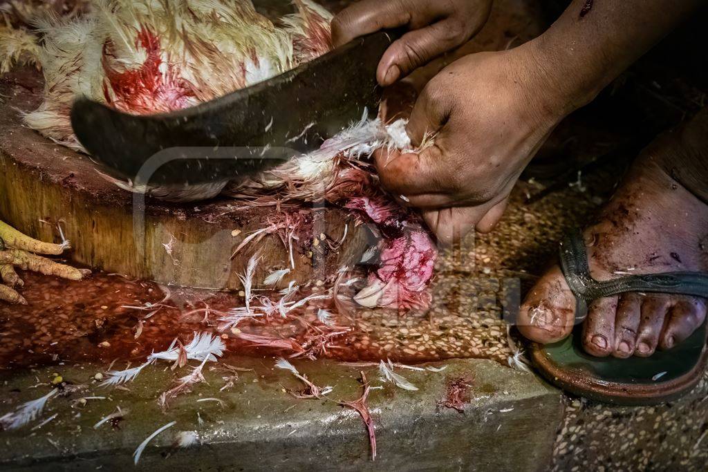 Slaughter workers killing chickens by cutting their throats with knives, at the chicken meat market inside New Market, Kolkata, India, 2022