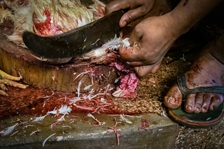 Slaughter workers killing chickens by cutting their throats with knives, at the chicken meat market inside New Market, Kolkata, India, 2022