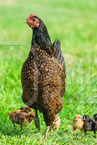 Free range mother chicken with chicks in a green field in Nagaland in Northeast India