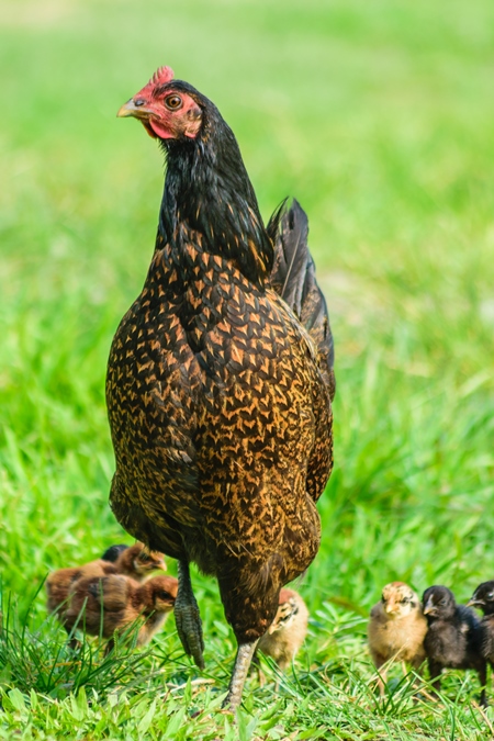 Free range mother chicken with chicks in a green field in Nagaland in Northeast India