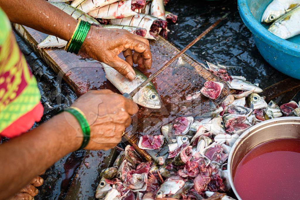 Lady cutting dead Indian fish for sale at Malvan fish market on beach in Malvan, Maharashtra, India, 2022
