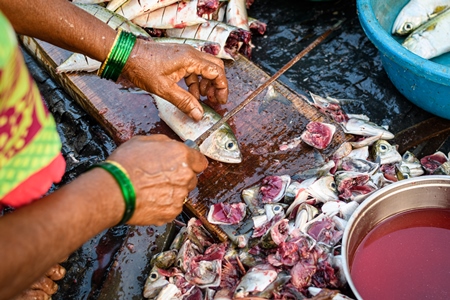 Lady cutting dead Indian fish for sale at Malvan fish market on beach in Malvan, Maharashtra, India, 2022