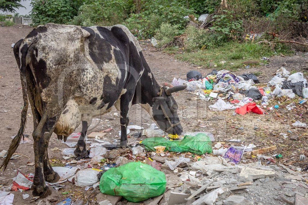 Dairy cow eating from a large pile of garbage in the street in a city