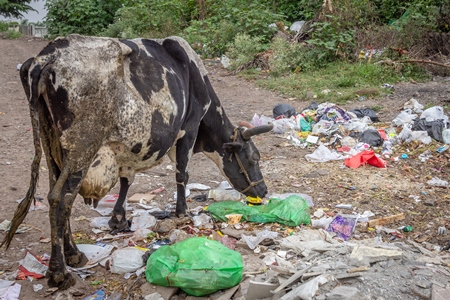 Dairy cow eating from a large pile of garbage in the street in a city