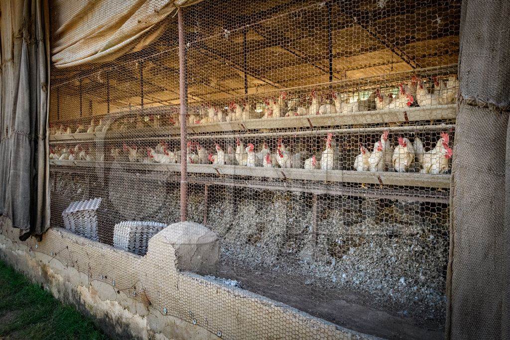 View from outside of Indian chickens or layer hens in battery cages on an egg farm on the outskirts of Ajmer, Rajasthan, India, 2022