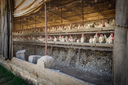 View from outside of Indian chickens or layer hens in battery cages on an egg farm on the outskirts of Ajmer, Rajasthan, India, 2022