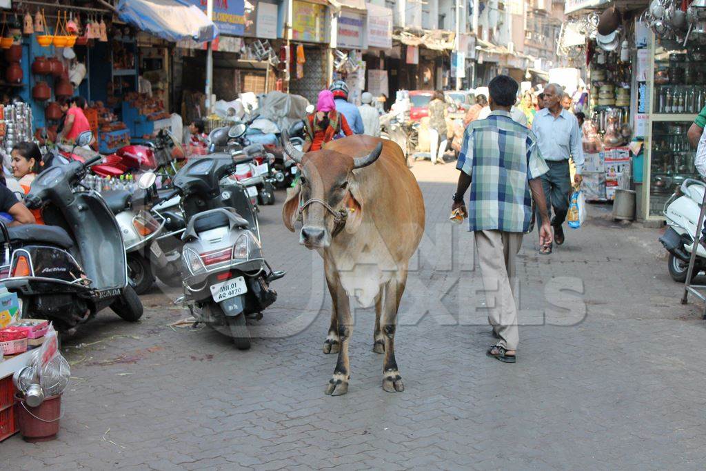 Street cow walking along urban city street