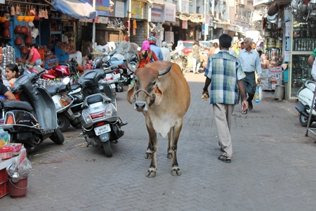 Street cow walking along urban city street