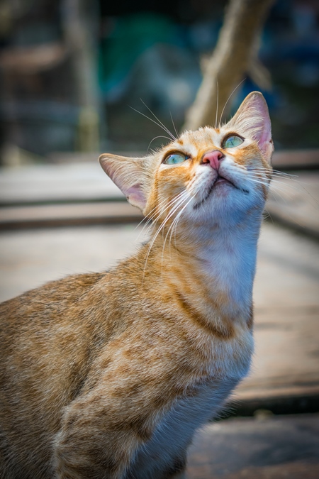 Street cat at Kochi fishing harbour in Kerala