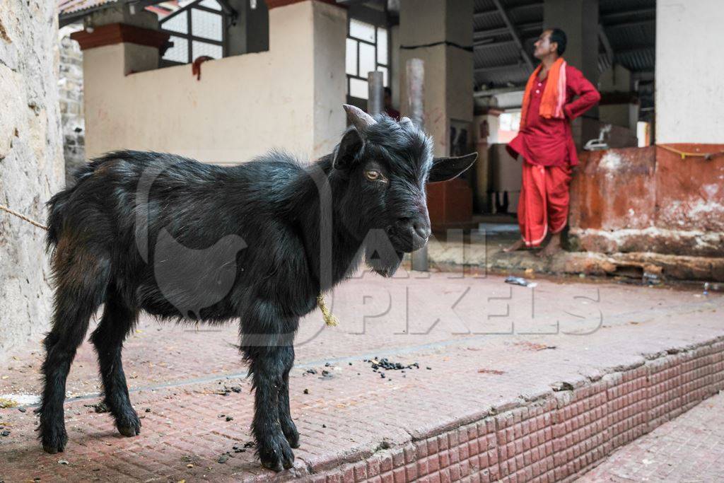 Baby goat for religious sacrifice at Kamakhya temple